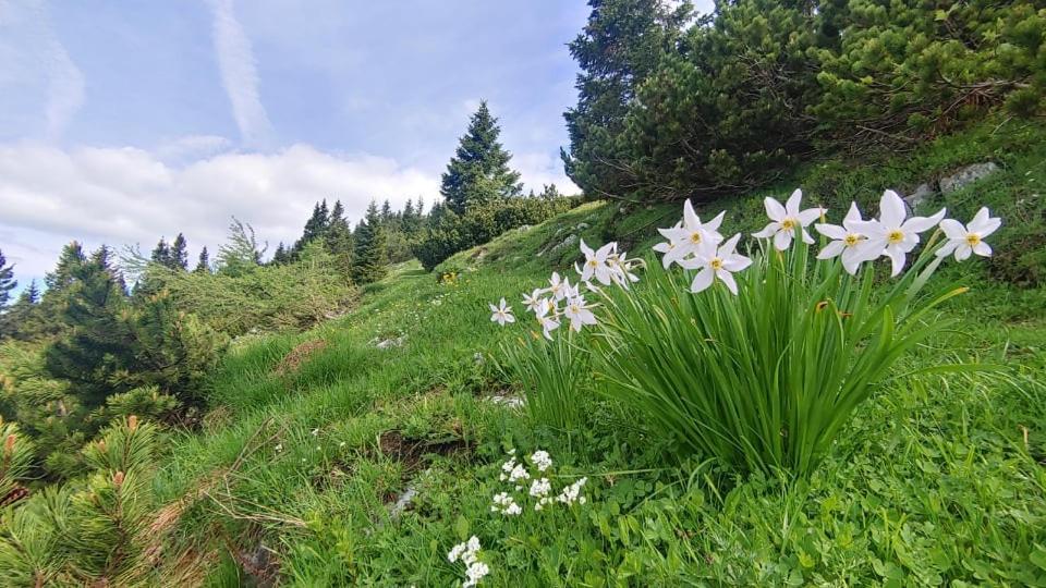 Kiara Rooms Jesenice Zewnętrze zdjęcie